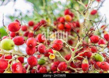 Red berry hi-res stock photography and images - Alamy