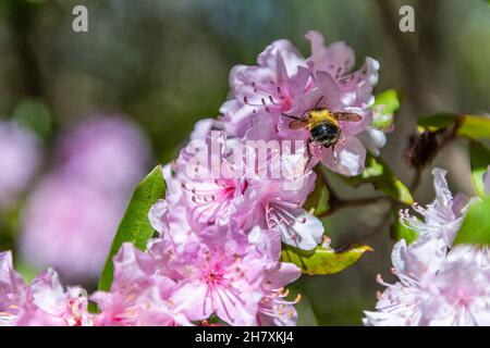 Closeup macro of wild pink rhododendron flowers with funny bumblebee bee collecting pollen nectar in Blue Ridge Mountains, Virginia parkway Wintergree Stock Photo