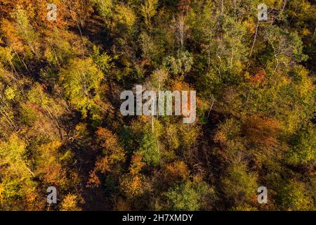 A deciduous forest with autumn colors seen from above in late autumn Stock Photo