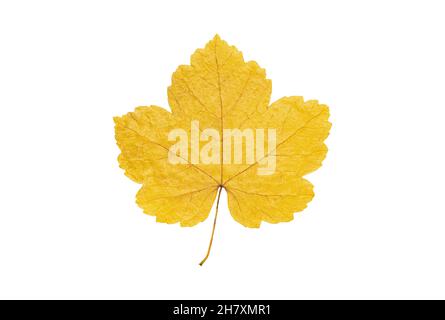 Beautiful yellow autumn leaf isolated on white background Stock Photo