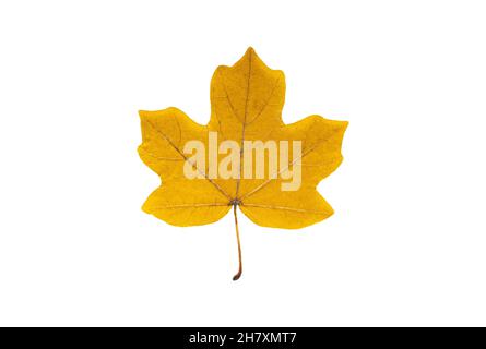 Beautiful yellow field maple leaf isolated on white background Stock Photo