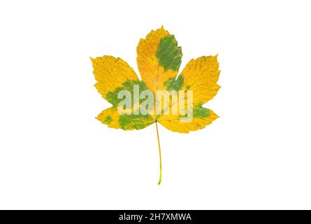 Beautiful yellow autumn leaf isolated on white background Stock Photo