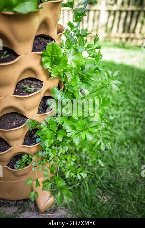 Closeup of giant red celery heirloom variety plant growing in garden vertical view container with soil in summer backyard in background and cicada on Stock Photo