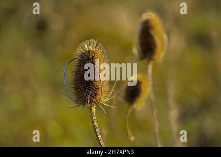 golden brown flower seed heads covered in glistening spider web on a beautiful autumnal Wild Teasel (Dipsacus fullonum) thistle on Salisbury Plain, UK Stock Photo