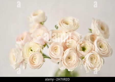 The background of ranunculus colors is gently pink. A riotous peony-shaped rose bouquet Stock Photo