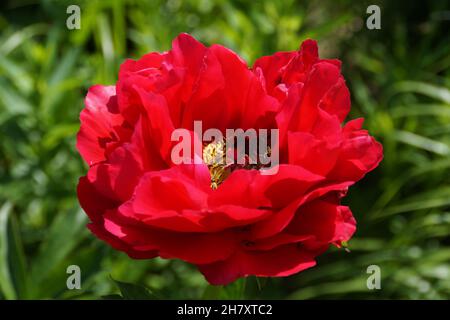 a beautiful sunlit bright red peony with a yellow middle Stock Photo