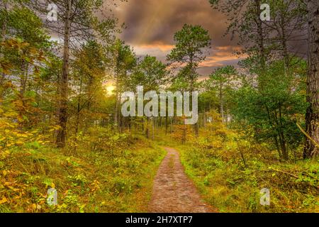 Sunset in autumn forest with conifers and deciduous trees is beautiful warm autumn colors orange yellow and green with sun rays shining through the tr Stock Photo