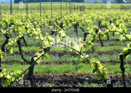 Grapevines sprouting new leaves  in the vineyards of Rhineland-Palatinate Germany. Stock Photo