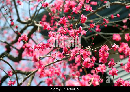 Cherry blossom at the Togo Shrine near Takeshita Street in Harajuku, Jingjumae in Tokyo's Shibuya City, Japan. Stock Photo