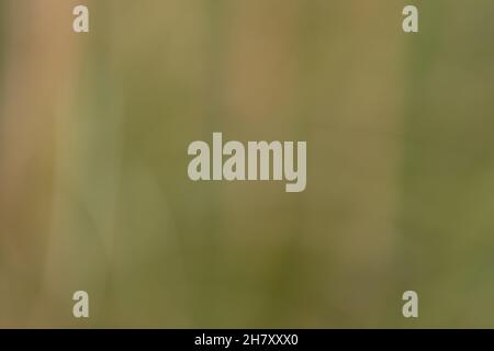 Completely blurred background in the natural colors green, yellow and brown from a photo of grasses and reeds Stock Photo
