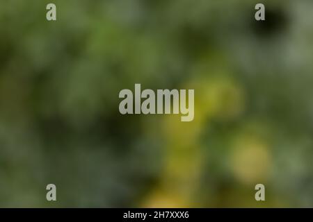Background with green natural colors with gradient from green tones from a blurred garden photo with nice round bokeh Stock Photo