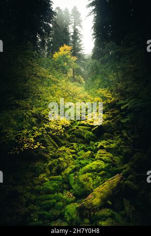 Dry creek boulder covered of moss in the northwest rainforest Stock Photo