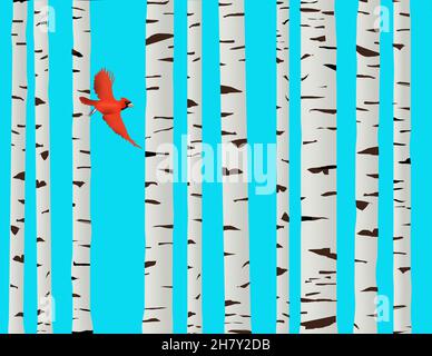 A red cardinal bird is seen flying among paper birch trees in this 3-d illustration. Stock Photo