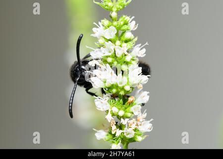 Scolia hirta (Hymenoptera, Scoliidae) sitting on a white flower, sunny day in summer, Vienna (Austria) Stock Photo