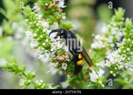 Scolia hirta (Hymenoptera, Scoliidae) sitting on a white flower, sunny day in summer, Vienna (Austria) Stock Photo