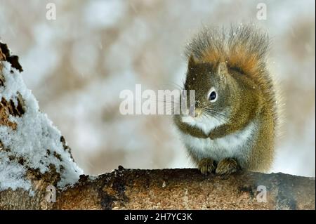A front view of a young red squirrel "Tamiasciurus hudsonicus", sitting on a spruce tree branch in the falling snow in Alberta Canada. Stock Photo