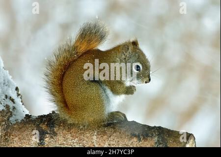 A side view of a young red squirrel "Tamiasciurus hudsonicus", sitting on a spruce tree branch in the falling snow in Alberta Canada. Stock Photo