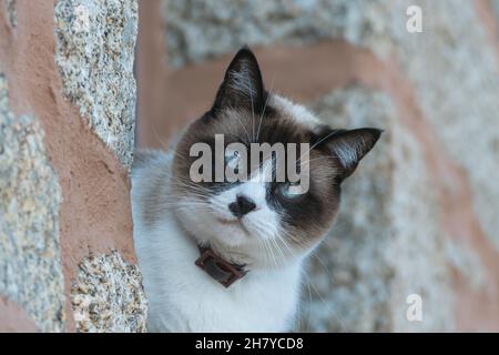 cat on the windowsill looks curiously at the outside of the house Stock Photo