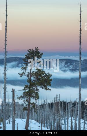 View of the hills that are covered with clouds, clouds that settled between the hills in the national forest of Mount Hood Stock Photo