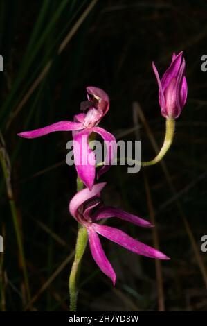 These Black Tongue Caladenias (Caladenia Congesta) are smaller than the Pink Finger Orchids (Caladenia Carnea) they look like, but just as pretty. Stock Photo