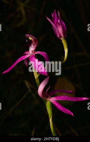 These Black Tongue Caladenias (Caladenia Congesta) are smaller than the Pink Finger Orchids (Caladenia Carnea) they look like, but just as pretty. Stock Photo