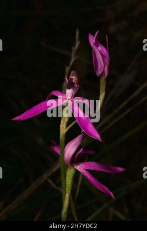 These Black Tongue Caladenias (Caladenia Congesta) are smaller than the Pink Finger Orchids (Caladenia Carnea) they look like, but just as pretty. Stock Photo