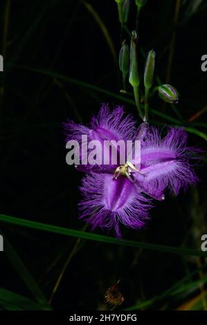 Fringed Lillies (Thysanotus Tuberosus) are quite common in the woodlands of Southern Australia, but are always very pretty. Baluk Willam Reserve. Stock Photo