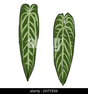 Anthurium warocqueanum queen plant long leaf hand drawing sketch illustration doodle green color isolated black foliage tropical exotic house plant Stock Vector