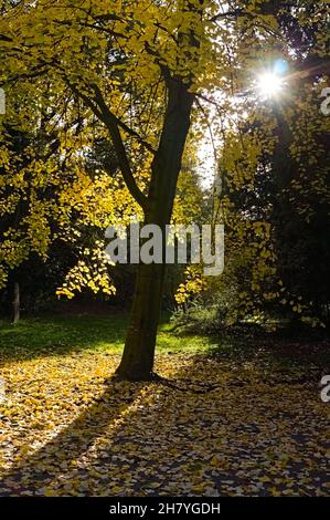 starburst sun shining through trees in the Victorian woodland cemetery with autumn leaves covering the forest floor Stock Photo