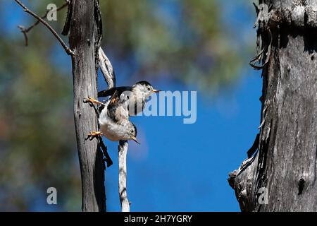 Varied sittella (Daphoenositta chrysoptera) pair on a vertical tree showing the long toes that help them cling to such perches. Males and females look Stock Photo