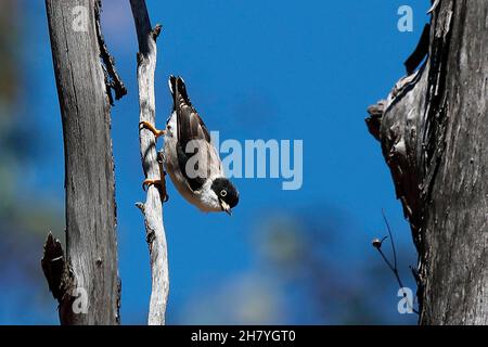 Varied sittella (Daphoenositta chrysoptera) on a vertical tree showing the long toes that help it cling to such a perch. Males and females look largel Stock Photo