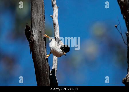 Varied sitella (Daphoenositta chrysoptera) on a vertical tree showing the long toes that help it cling to such a perch. Males and females look largely Stock Photo