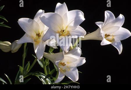 LILIUM LONGIFLORUM  FLOWERS ALSO KNOWN AS EASTER OR NOVEMBER LILIES AGAINST A BLACK BACKGROUND. Stock Photo