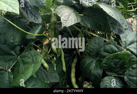 POLE BEANS (PHASEOLUS VULGARIS) GROWING IN VEGETABLE GARDEN. Stock Photo