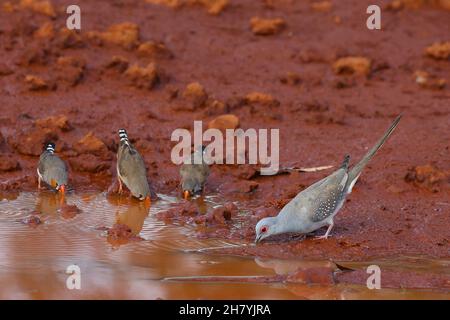 Diamond dove (Geopelia cuneata) drinking from a puddle with three Zebra finches (Taeniopygia guttata). Wittenoom, Stock Photo