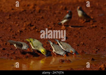 White-plumed honeyeater (Lichenostomus penicillatus) and three Zebra finches (Taeniopygia guttata) drinking from a puddle. Wittenoom, Stock Photo