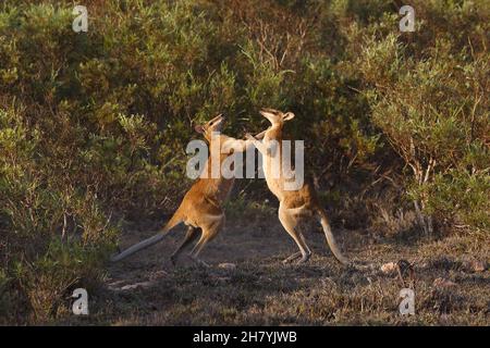 Agile wallaby (Macropus agilis) males play-fighting. Eighty Mile Beach, northwest Western Australia, Australia Stock Photo