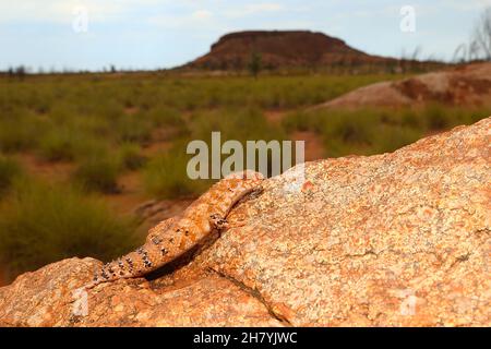Eastern Pilbara spiny-tailed skink (Egernia epsisolus), a rock-dwelling skink about 11 cm long ascending a boulder. Port Hedland, Pilbara region, West Stock Photo