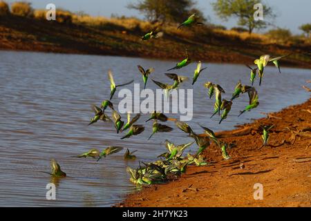 Budgerigar (Melopsittacus undulatus) flock by water, some in the water, some in flight. Minilya, Gascoyne region, Western Australia, Australia Stock Photo