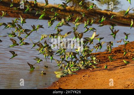 Budgerigar (Melopsittacus undulatus) flock by water, some in the water, some in flight. Minilya, Gascoyne region, Western Australia, Australia Stock Photo