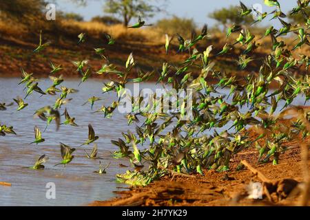 Budgerigar (Melopsittacus undulatus) flock by water, some in the water, some in flight. Minilya, Gascoyne region, Western Australia, Australia Stock Photo