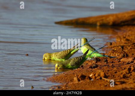 Budgerigar (Melopsittacus undulatus) trio on a riverbank, one on the bank, two in the water, drinking. Minilya, Gascoyne region, Western Australia, Au Stock Photo