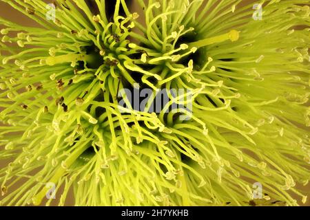 Super macro view of Round-leaved Moort tree (Eucalyptus platypus) flowers, South Australia Stock Photo