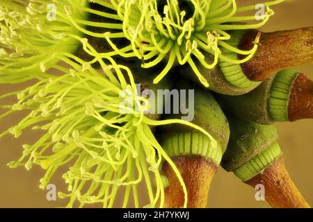 Super macro view of Round-leaved Moort tree (Eucalyptus platypus) flowers, South Australia Stock Photo