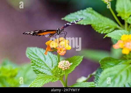 A colorful butterfly is sitting on a yellow flower. Stock Photo