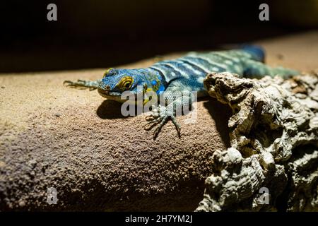 A Blue rock iguana (Petrosaurus thalassinus) is sitting on a rock. Stock Photo
