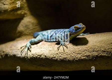 A Blue rock iguana (Petrosaurus thalassinus) is sitting on a rock. Stock Photo