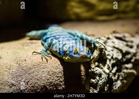 A Blue rock iguana (Petrosaurus thalassinus) is sitting on a rock. Stock Photo