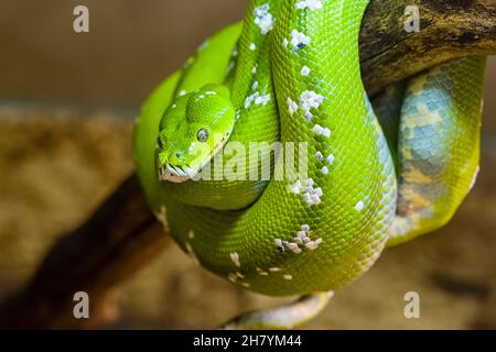 A Green tree python (Morelia viridis) rolled up on a branch of a tree. Stock Photo