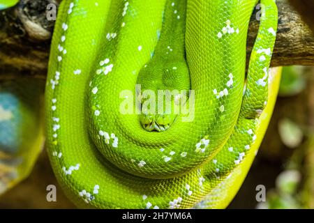 A Green tree python (Morelia viridis) rolled up on a branch of a tree. Stock Photo